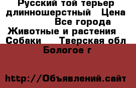 Русский той-терьер длинношерстный › Цена ­ 7 000 - Все города Животные и растения » Собаки   . Тверская обл.,Бологое г.